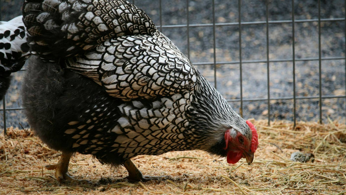 Poultry Farm Tulskaya JSC