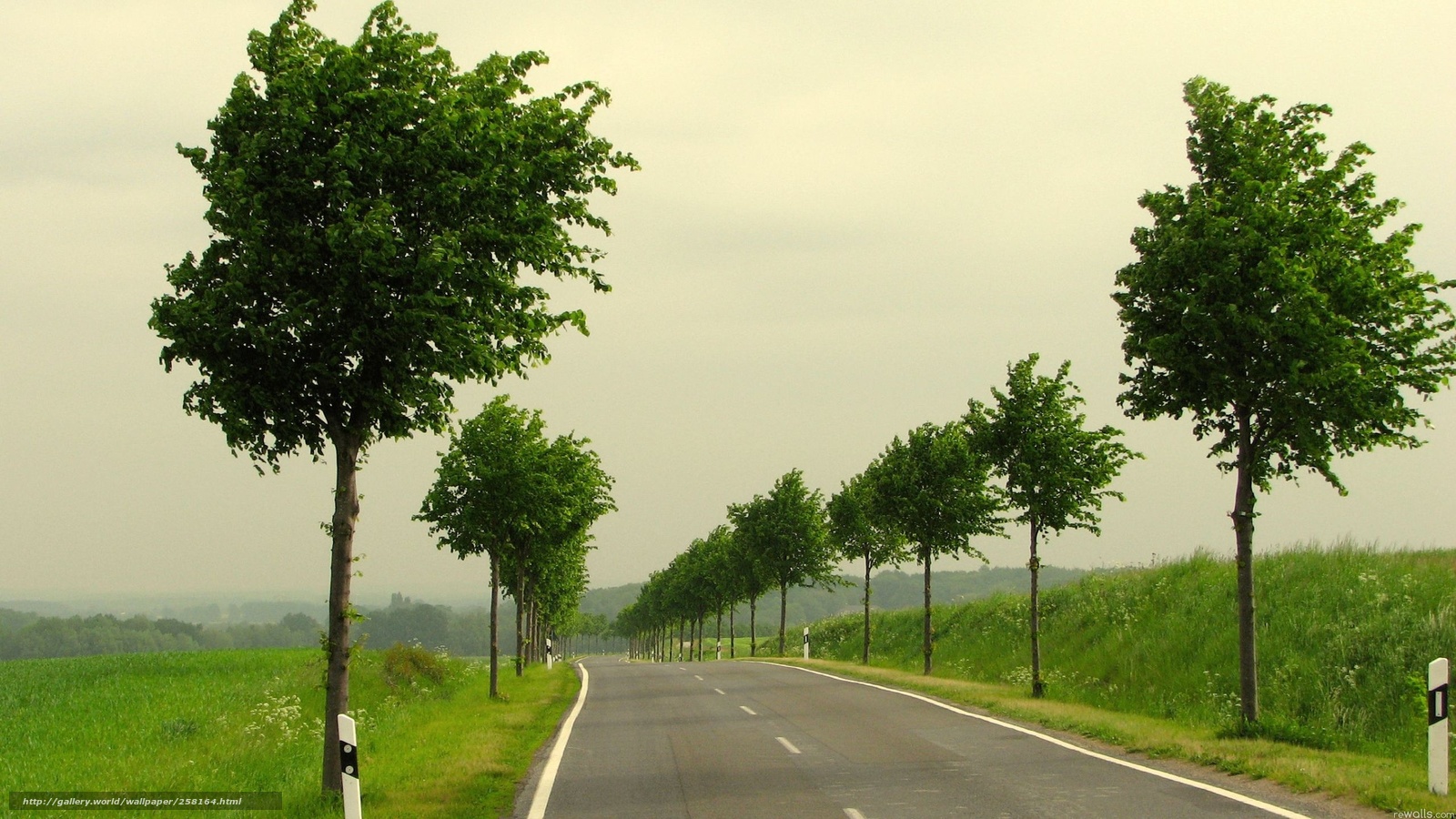 Растет около дороги. Насаждения вдоль дорог. Деревья возле дороги. Деревья вдоль дорог. Деревья растущие вдоль дорог.