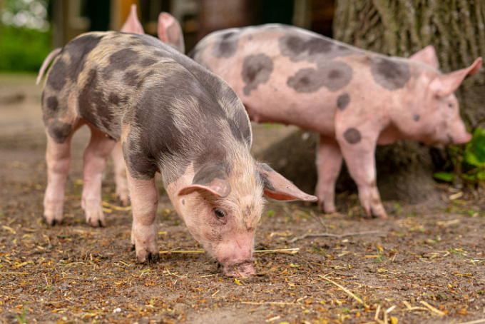 Tula Meat Company LLC (AGROECO Group of Companies LLC)